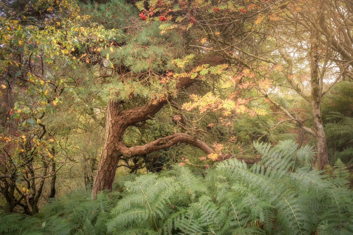 markprice0811's tweet photo. The changing of the seasons… love TNS texture and colour at this time of year 

#yorkshire #WexMondays @FUJIFILM_UK #woodland #Sharemondays2022 #fsprintmonday #autumn https://t.co/aqzdGaikYI