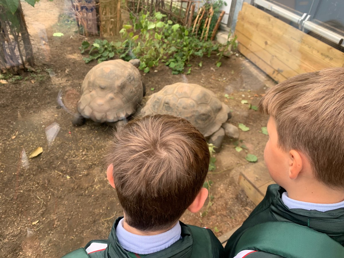 BroomwoodHeadBB's tweet photo. Shell (year 4) investigating the many different species of animals at London Zoo today. #NWSnlShell #NWSnlScience https://t.co/tIxzbr4exU