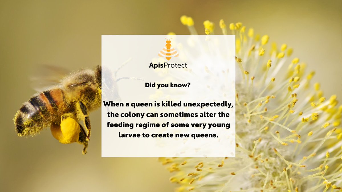 Fact of the day 🐝🍯

When a queen is killed unexpectedly, the colony can sometimes alter the feeding regime of some very young larvae to create new queens 🐝

#NationalhoneymonthUSA #NationalHoneyMonth