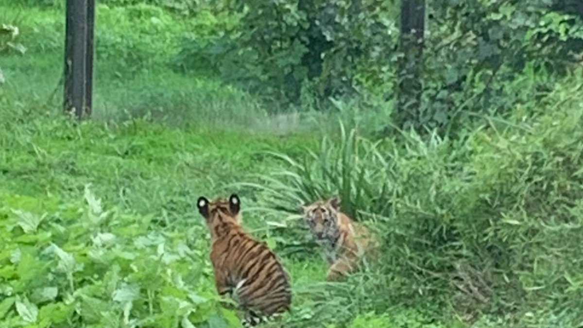BroomwoodHeadBB's tweet photo. Shell (year 4) investigating the many different species of animals at London Zoo today. #NWSnlShell #NWSnlScience https://t.co/tIxzbr4exU