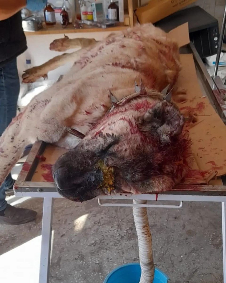 nihalerkoc06's tweet photo. Çorum'da köpekleri SATIRLA KESEN CANİLERE yatarı olan HAPİS CEZASI VERİLMESİNİ İSTİYORUZ!
Çorum İskilip
@CorumValiligi @ValiMustafaCftc @iskilipkaymakam @tcbestepe @RTErdogan @iletisim
@suleymansoylu @bybekirbozdag @murat_kurum @adalet_bakanlik @corum_dkmp @CorumEmniyet @jandarma https://t.co/dyHyrB3cL3
