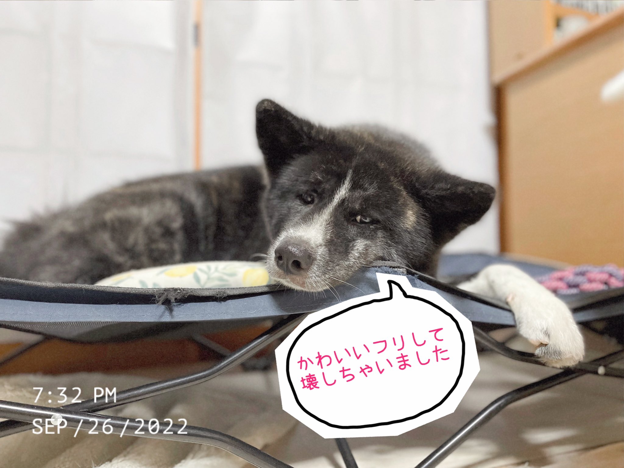 フォロワー様は価格から10%OFF】『ペット画オーダー制作（A5用紙に1匹