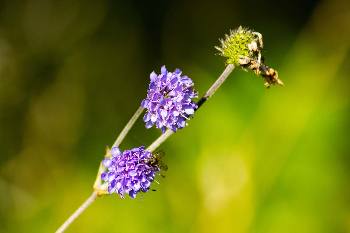 Grèim an Diabhail is the name we use in Staffin for Devil's-bit Scabious (Succisa pratensis). It was said that the devil bit away at the root of this plant as he envied the medicinal benefits it gave to mankind. #NàdarAlba #gàidhlig #gaelic #cleachdi