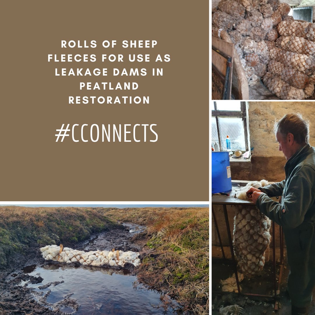 These are some photos of a local farmer involved in the Carbon Connects project.

He made rolls from his sheepskin to test as an alternative to the coir rolls commonly used as leak dams in peatlands.

#CConnects #peatlandsmatter