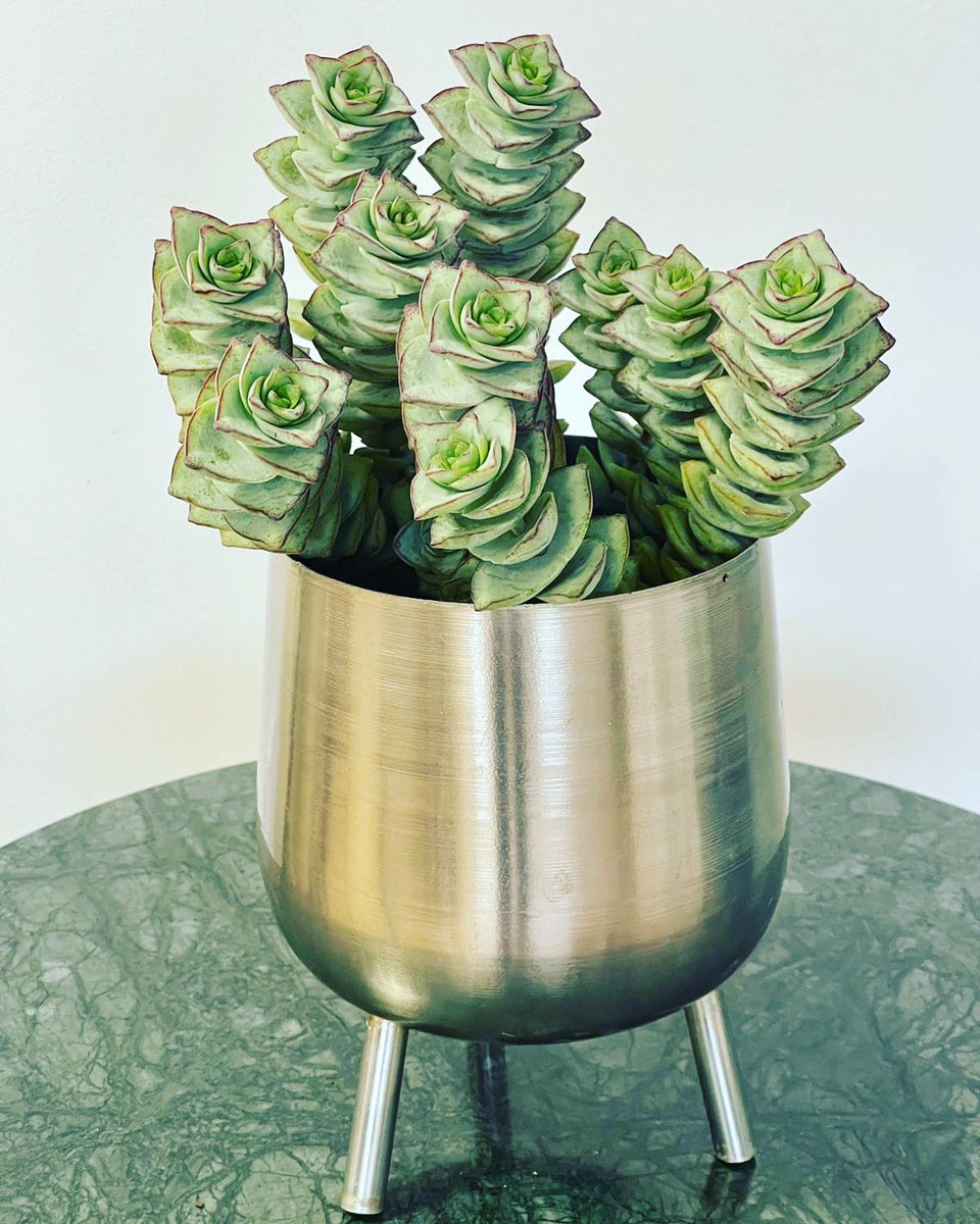 It’s a beauty #ukhouseplants