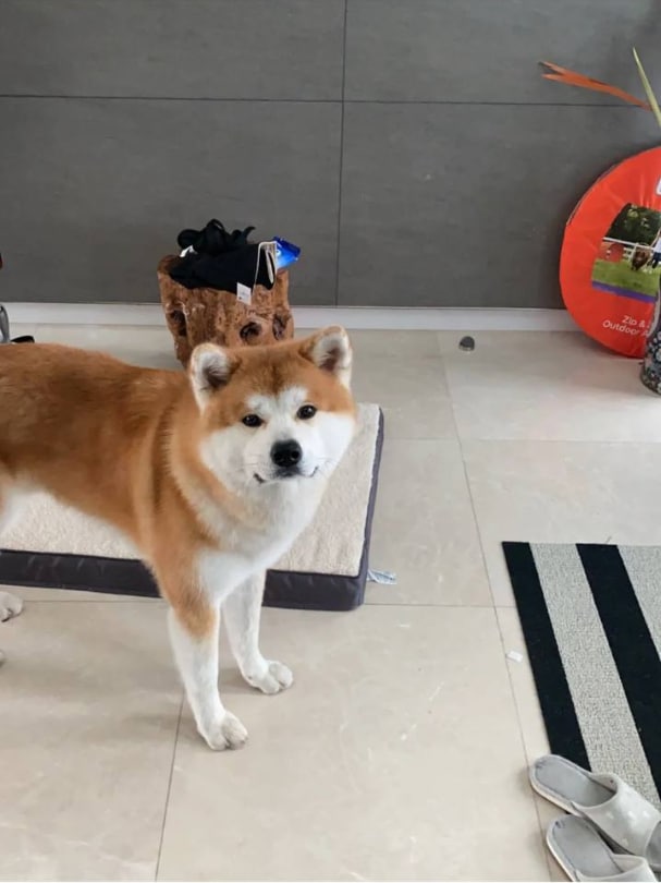 feelaboomba's tweet photo. 秋田はこんなに悔しがっているのだろうか。
#秋田#秋田犬#日本秋田犬#犬#犬#犬#犬の日常#犬を飼う#犬子#犬日記 https://t.co/l6zo8prQH3