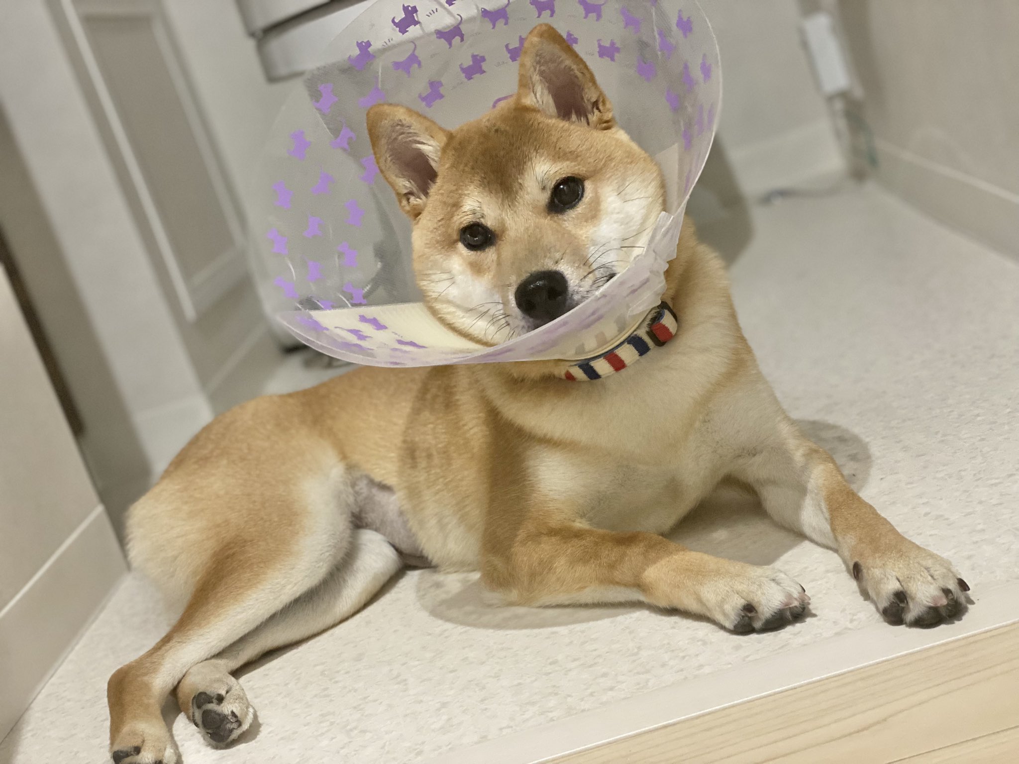 柴犬なつめ Shiba Natsume Twitter