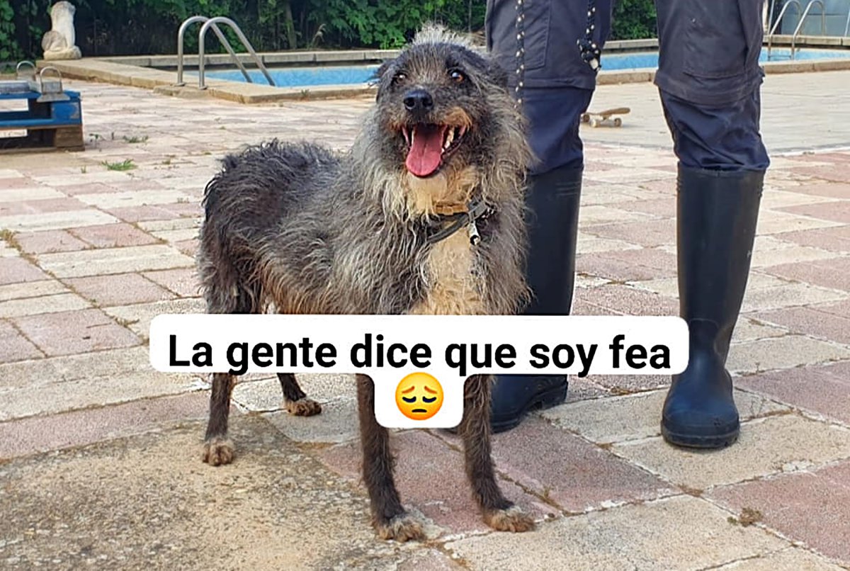SosAbuelos1's tweet photo. Respuestas de algun@s "adoptantes" cuando les paso fotos de #LOLA;
-Uyy!! Que fea no?
-Puff... eso no es lo que buscamos
-No tienes otros perros? No me gusta

🤬🖕 Ni una 💩 os daba!

Mientras tanto, la nena, sigue en una jaula 

Viaja donde encuentre familia
WhatsApp 609800792 https://t.co/p7RJRb2spn