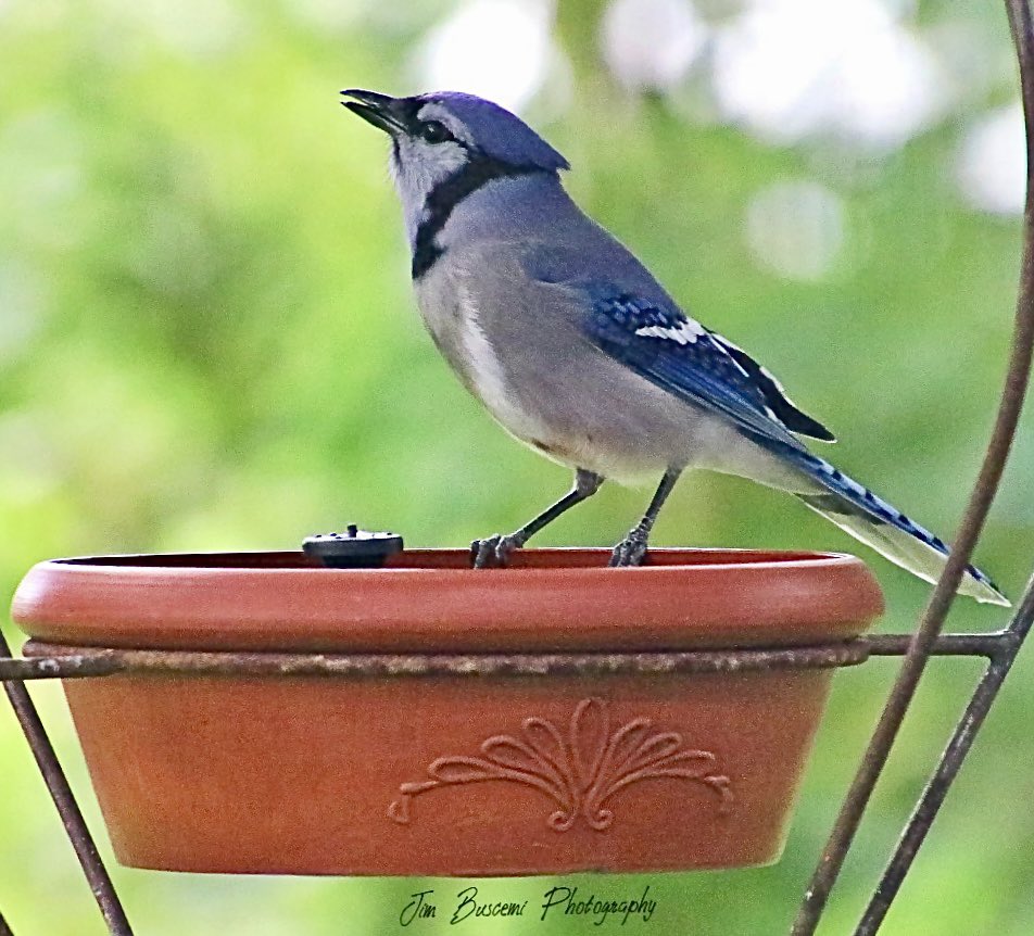 Jbusc33's tweet photo. #bluejay #birds #beauty #backyard #portrait #wildlife #wildlifephotography #upstateny #birdsofinstagram #birdsoftwitter #bluejaysofinstagram #audobonsociety #news8photo #just_newyork #your_best_birds @News_8 @bhphoto #picturetokeep_weekly @13WHAM @news10nbc https://t.co/vEzsupdB4Z