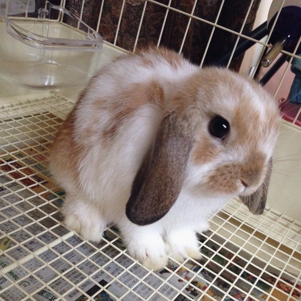 2107syk's tweet photo. 一生世界一かわいいうさぎ(ᐢ..ᐢ)♡ https://t.co/3Npqx1y4NC