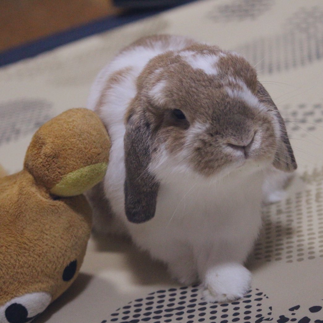 2107syk's tweet photo. 一生世界一かわいいうさぎ(ᐢ..ᐢ)♡ https://t.co/3Npqx1y4NC