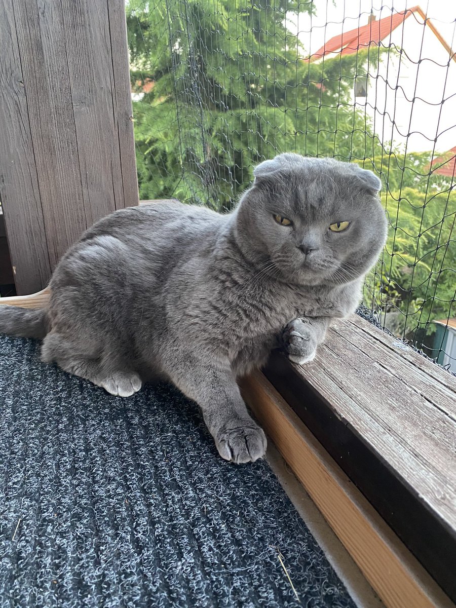 Happy Monday my friends 😻 #CatsOnTwitter #CatsofTwittter #cats #scottishfold #Caturday
