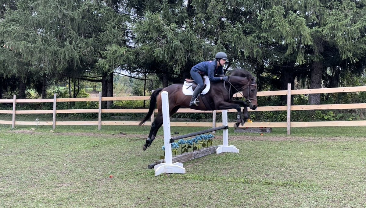 equiMESS's tweet image. Playing with a cute bby gal @ilovedallas101