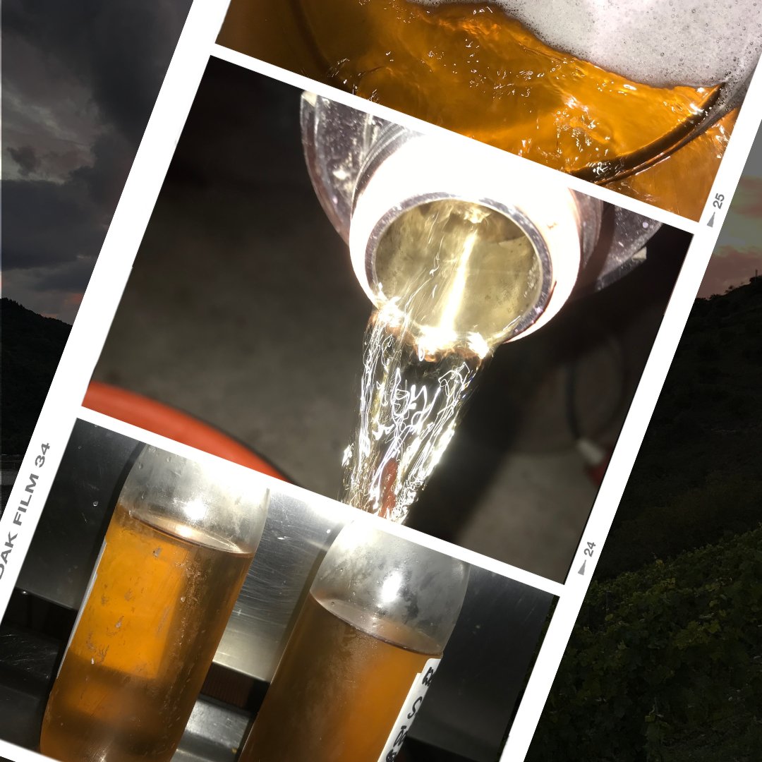 weinpause's tweet image. Im Keller sind 2 Weine aus einem Versuchsanbau angekommen über die ich mich sehr freue.
Es sind 2 sogenannte PIWIs, pilzwiderstandsfähige Sorten.
Es handelt sich um die Sorten Sauvignier Gris und GM8622-3.
#sauvigniergris #gm86223 #piwi #piwideutschland  #zukunftsweine #weinlese