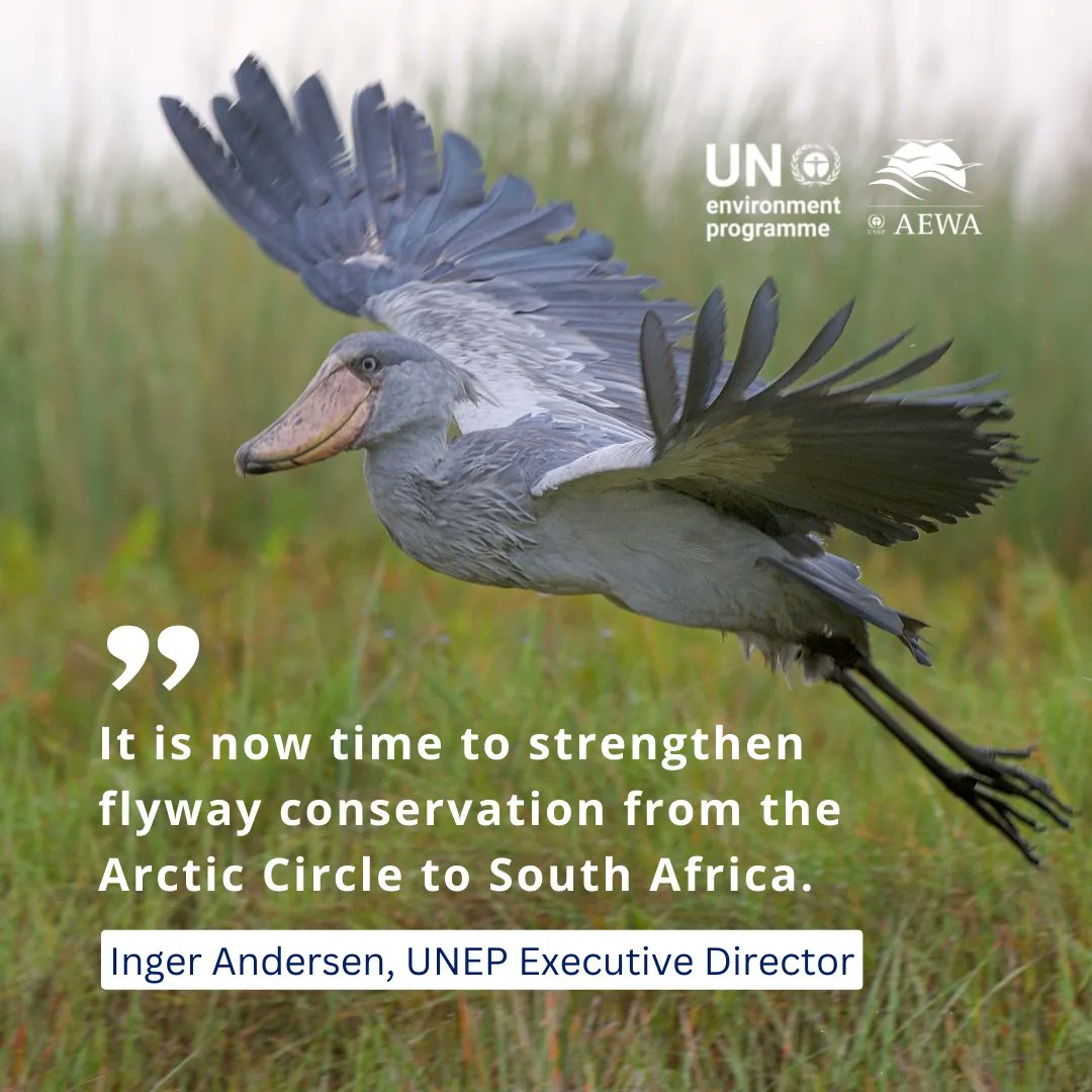 Waterbirds play a critical role in ecosystems but are declining due to threats such as #ClimateChange and habitat loss.

#AEWAMOP8 kicks off in Hungary today to strengthen flyway conservation #ForNature.

Find out more: bit.ly/3S5PCFE