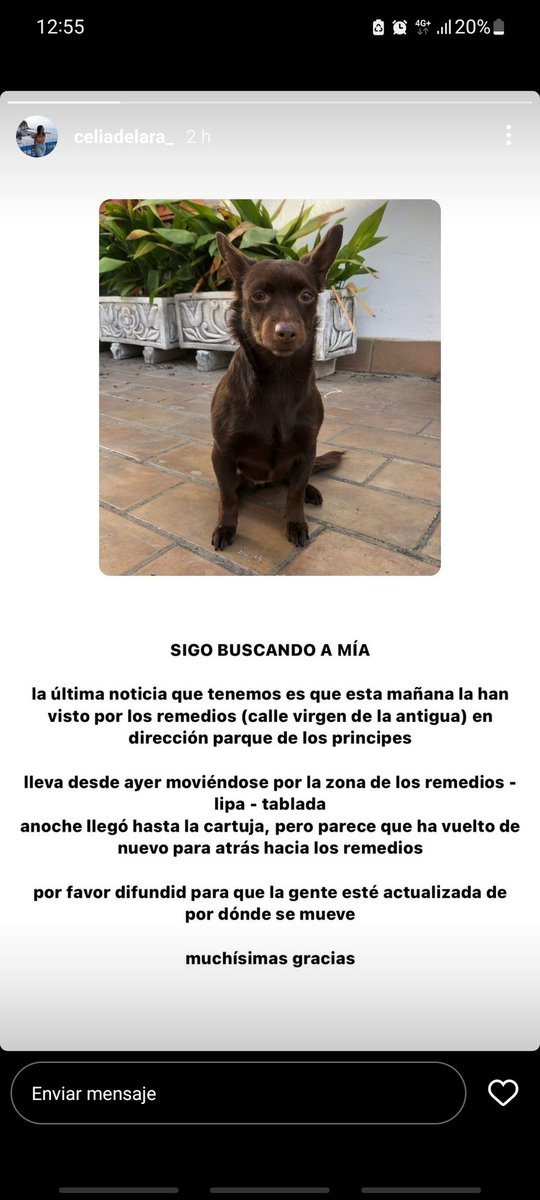lauradelara21's tweet photo. PERRA PERDIDA EN SEVILLA. Se agradece difusión 🙏🙏🙏🙏 https://t.co/YDkjzUnfdy