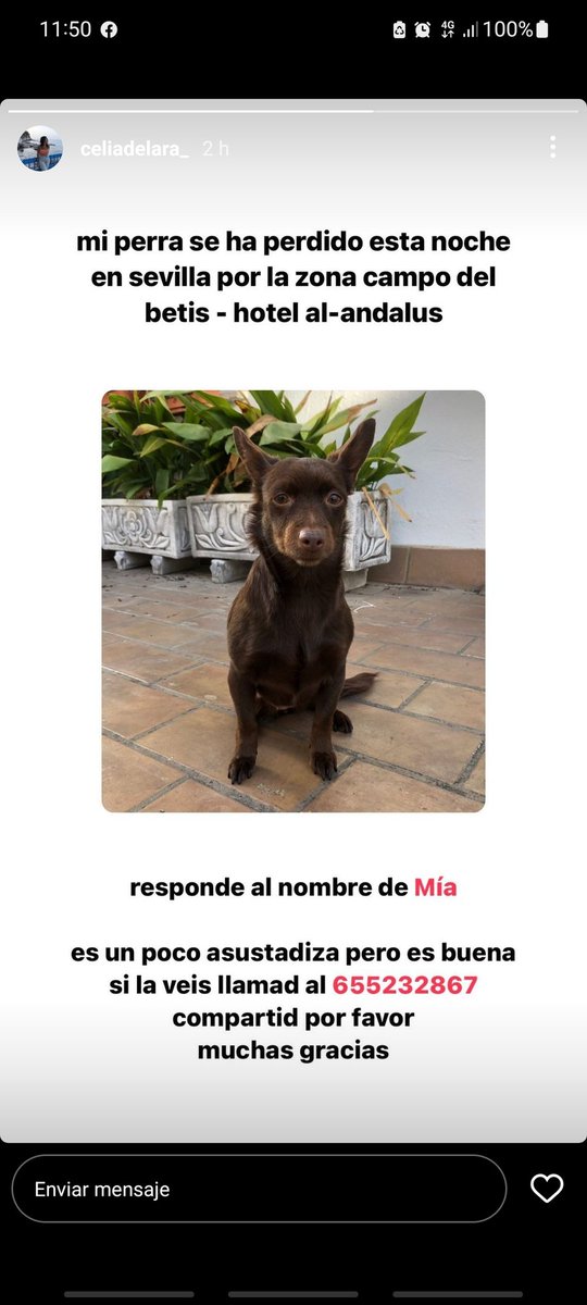 lauradelara21's tweet photo. PERRA PERDIDA EN SEVILLA. Se agradece difusión 🙏🙏🙏🙏 https://t.co/YDkjzUnfdy