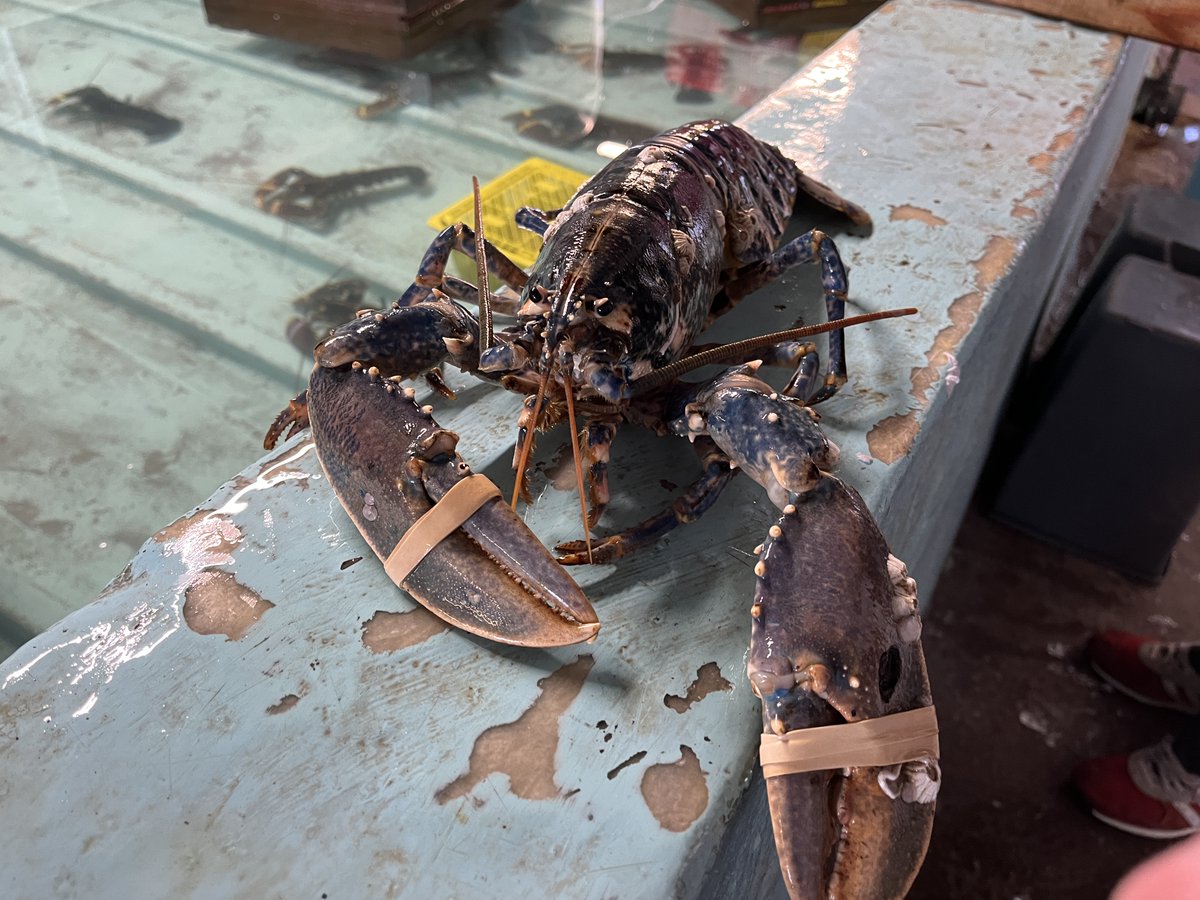 We caught up with Loren McBay so she could tell us a bit about what they are up to at #TheLobsterShop for the Provenance Festival next week.

A great way to spend a day - meeting lobsters! And here's your chance to do it too...
#ProvenanceFest22 bit.ly/provenancefest…