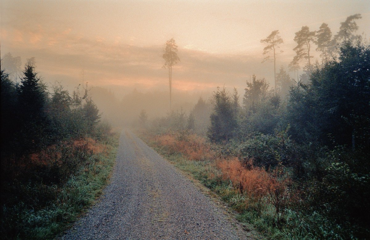 analoguevibez's tweet photo. Forest light https://t.co/1Coo34is5d