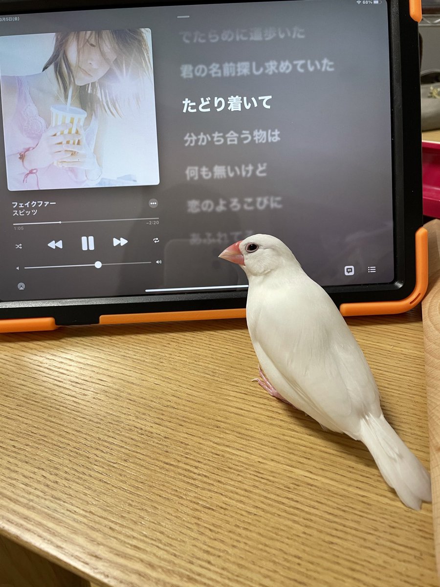 AmeLycoris's tweet photo. 文鳥の慈愛の目を見てよ…
こんな愛に満ちた目、あんまりないよね…可愛い大好き…… https://t.co/3WbyMExfE9