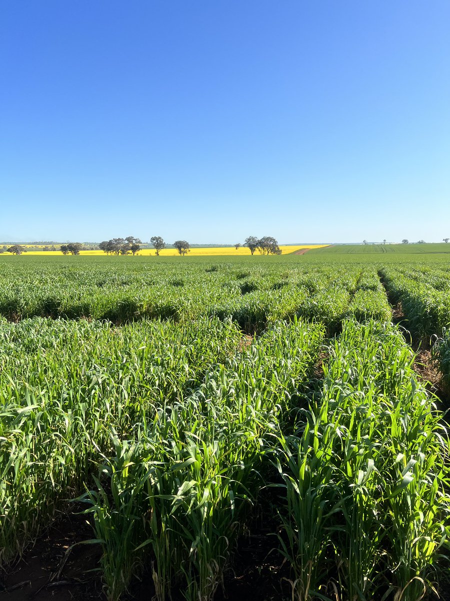 Between the rain at Junee SNSW, stripe rust scoring is well underway in our early generation Mini plots. While not all the material is this clean & green, we have been particularly impressed with the overall yr resistance of the @caigeproject material this year 👏👏