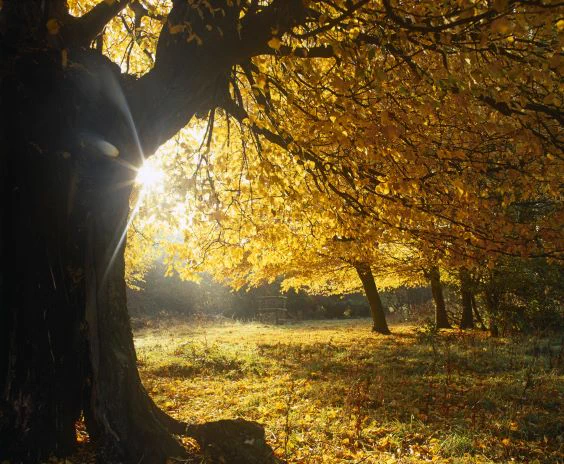 A woodland view where golden leaves of autumn on both trees and the ground are illuminated by the sun.