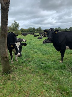 A gentle reminder to complete our survey if you haven't done so already. It takes 15 minutes and asks some questions on sleep, burnout and understanding of mental health. 
Help us gain an insight into the challenges faced by Irish farmers. 

Click here : launch.dcu.ie/farmsurvey