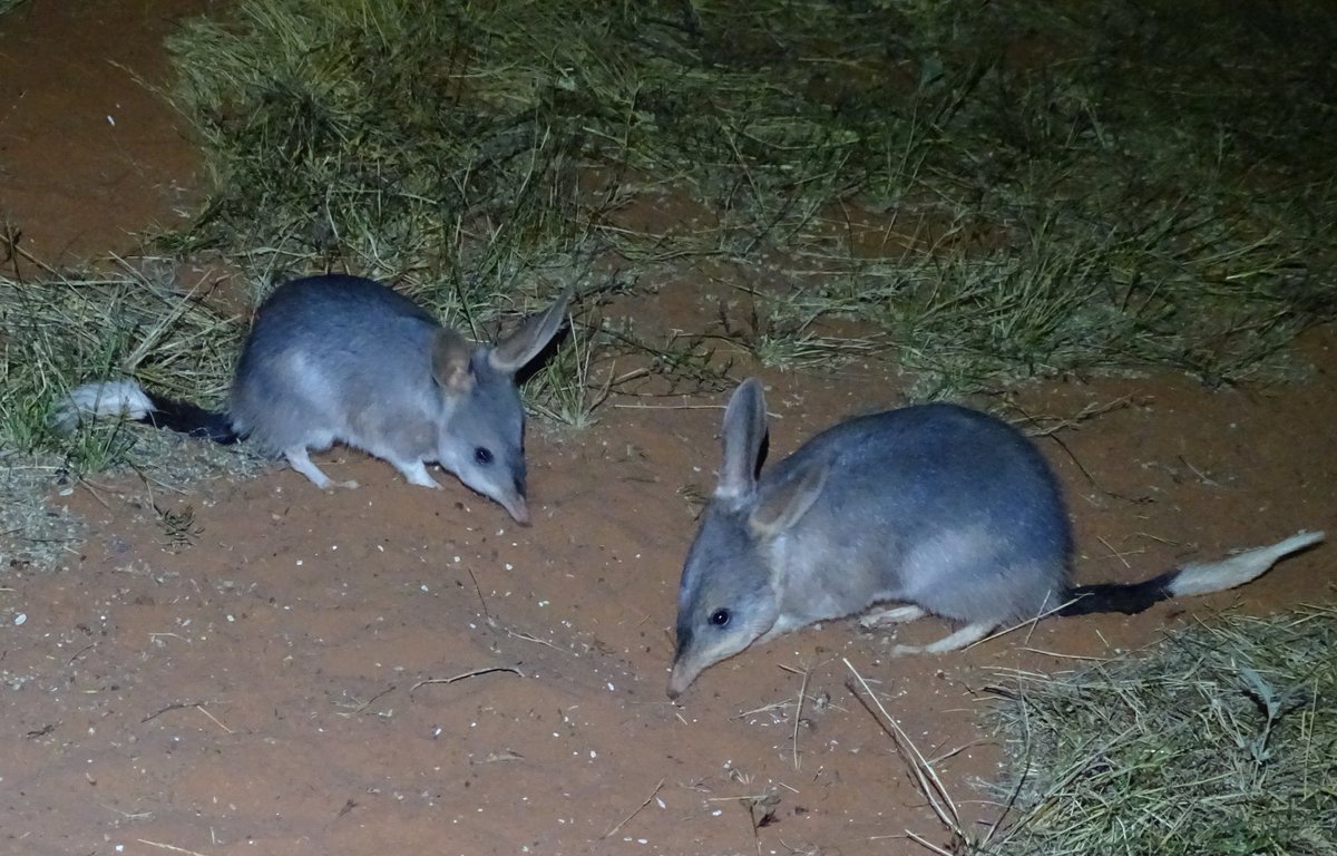 JackDAshby's tweet photo. English settlers called #bilbies "rabbit bandicoots".
"Rabbit" is derived from Old French & Dutch; & "bandicoot" is borrowed from unrelated Indian bandicoot-rats.
Happily, one of their many Indigenous names - bilby - is now the most used, from Yuwaalaraay & Wiradjuri languages. https://t.co/xv8EVrnKgr