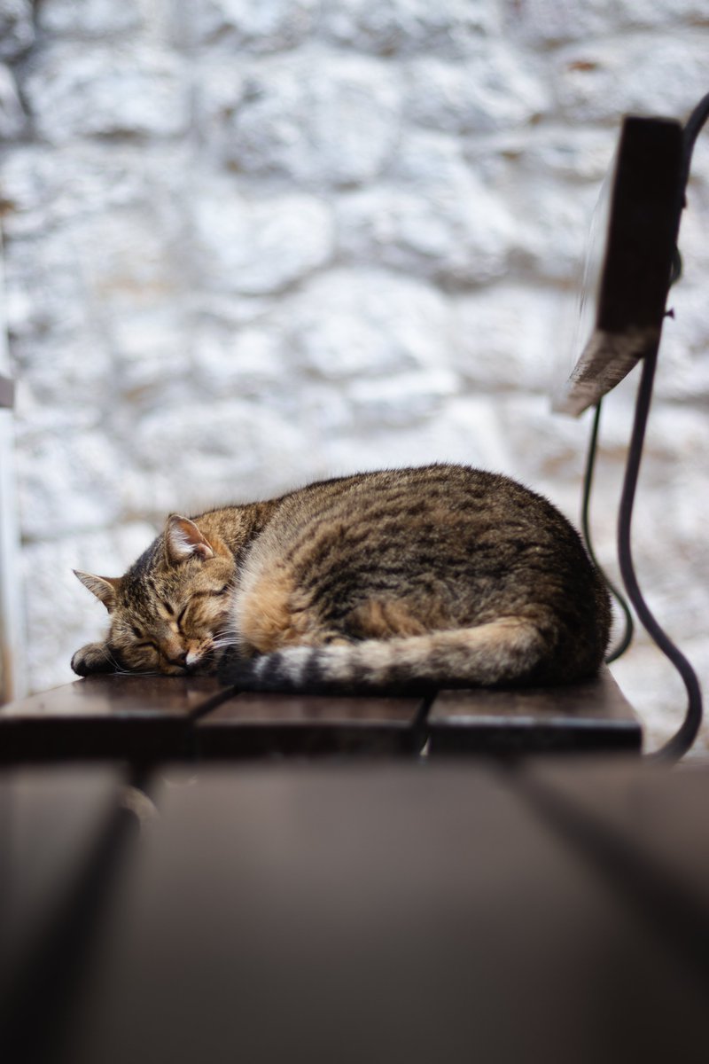 Cats of Kotor! Part 1. The Chonker!
#cats #kotor #catsofkotor #CatsofTwittter
