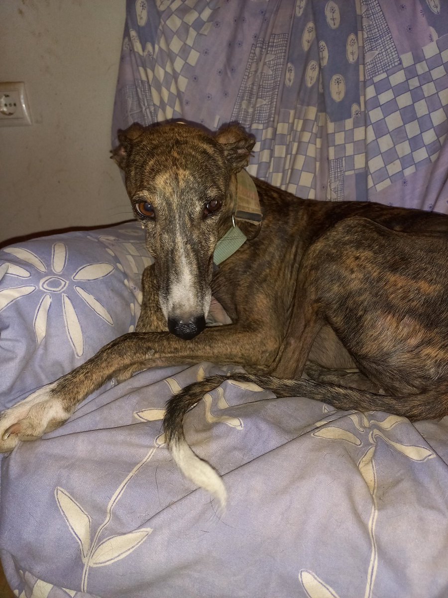 The dogs don't like the change in the weather to rain. Lindy in her armchair !#AdoptDontShop