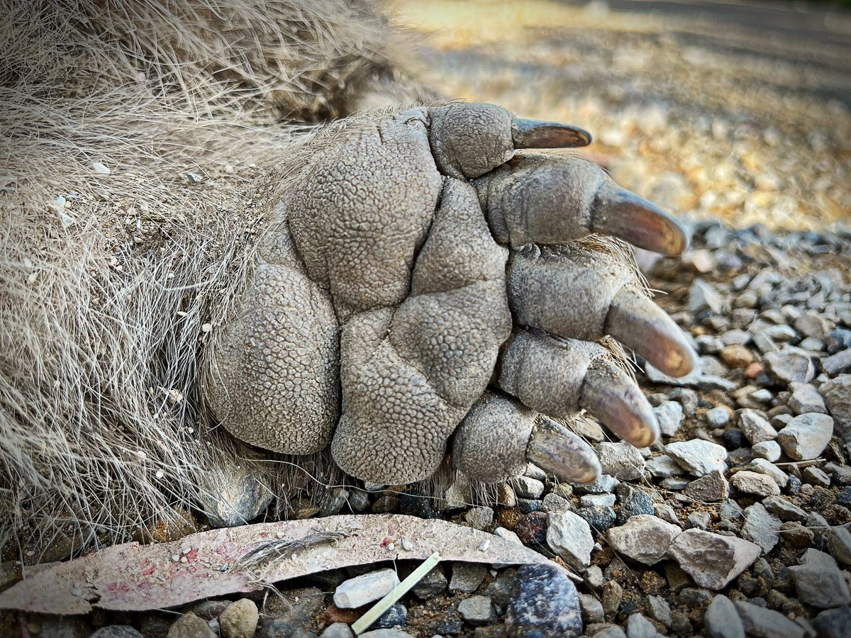LyrebirdDream's tweet photo. Wombat foot. #WildOz @WombatRidgeResv https://t.co/3dhnFxlUo3