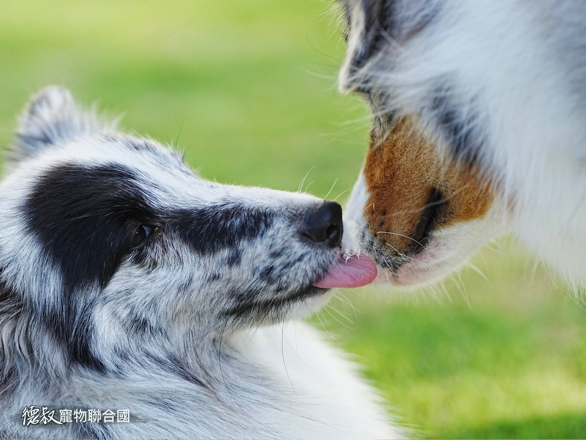 derspetunion's tweet photo. 週一上班日,有種天空的藍
BlueBlueBlueBlueBlueBlue
好想放空
#shetlandsheepdog #銀灰色喜樂蒂 #bibluesheltie #喜樂蒂 #喜樂蒂牧羊犬 #sheltiesofinstagram #aussiecorner #australianshepherdsofinstagram #澳洲牧羊犬 #aussiesofinstagram #australianshepherd #dogsofinstagram #dogs https://t.co/8182dGWvJa