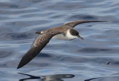NEW PAPER in #ornithology infers the timing of moult for #seabirds migrating from South Atlantic breeding grounds to the North Atlantic: buff.ly/3DRWzG5
