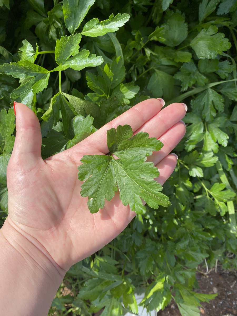 MerrettOpal's tweet photo. Have you ever seen parsley this large before?! https://t.co/izorSf2JfY