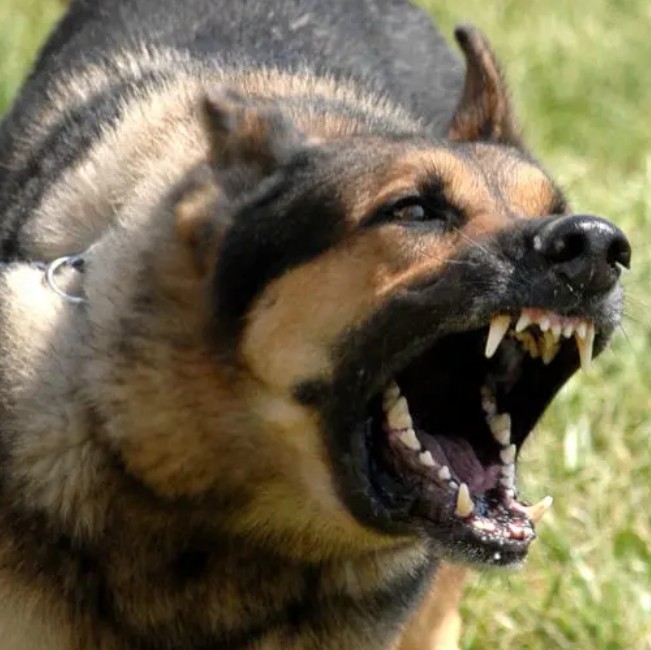 χοντρό νιντζάκι tweet media