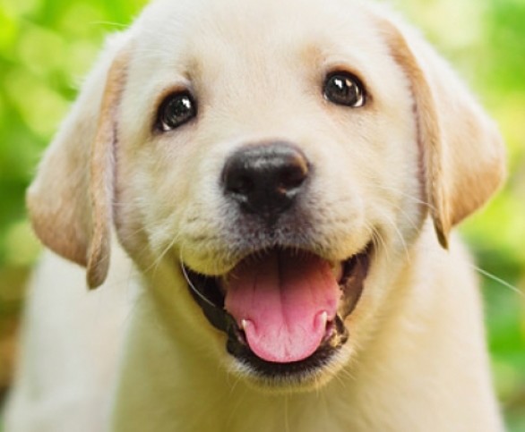 χοντρό νιντζάκι tweet media