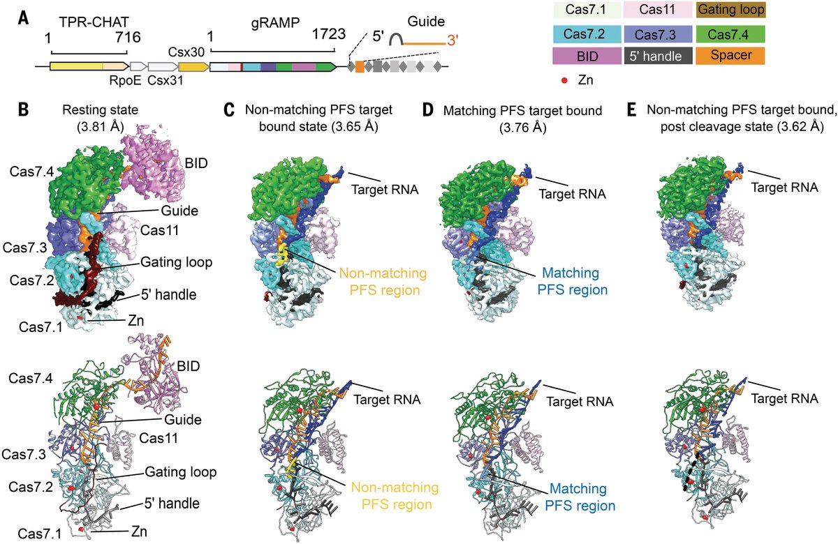 Science Magazine on Twitter "CRISPR RNAguided nucleases have been the