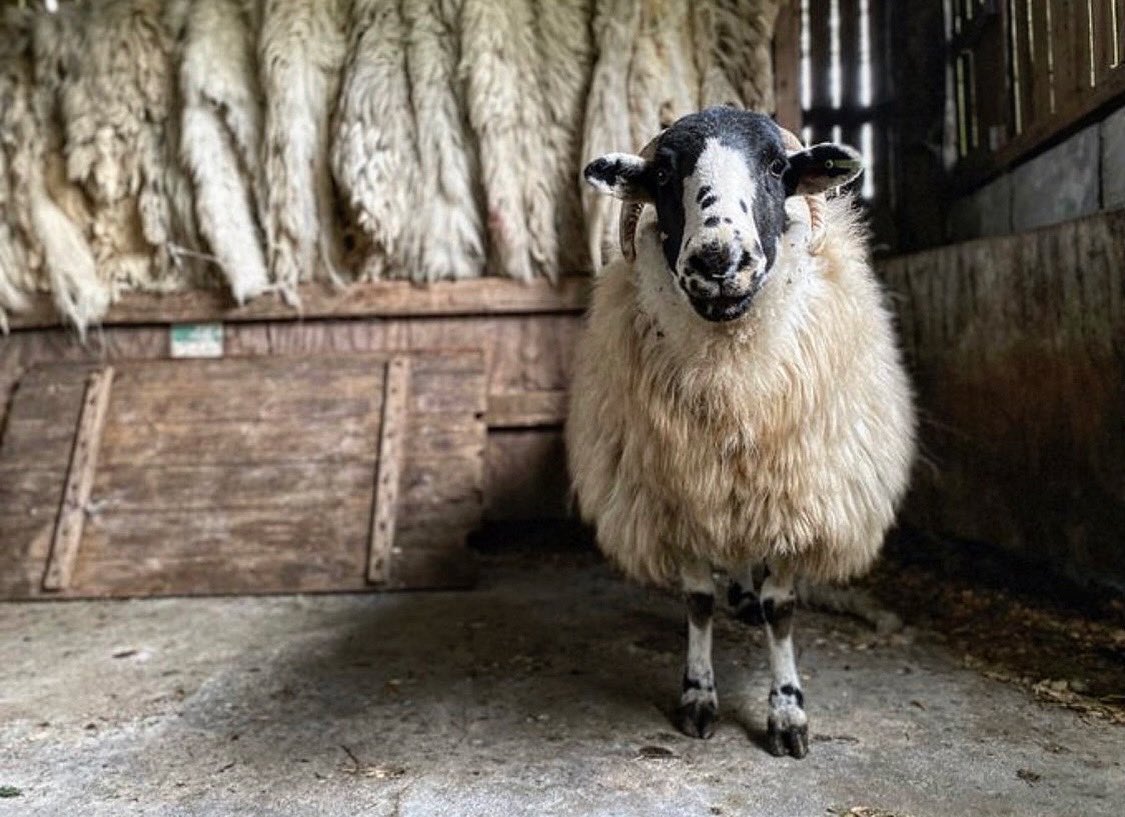 woolismybread's tweet image. Good morning from Violet and all at the farm on the hill.  It’s wool week … time to share our wool story #shepherdess #wool #woolfarm @Campaignforwool @NFUCountryside 🐑🐑🐑