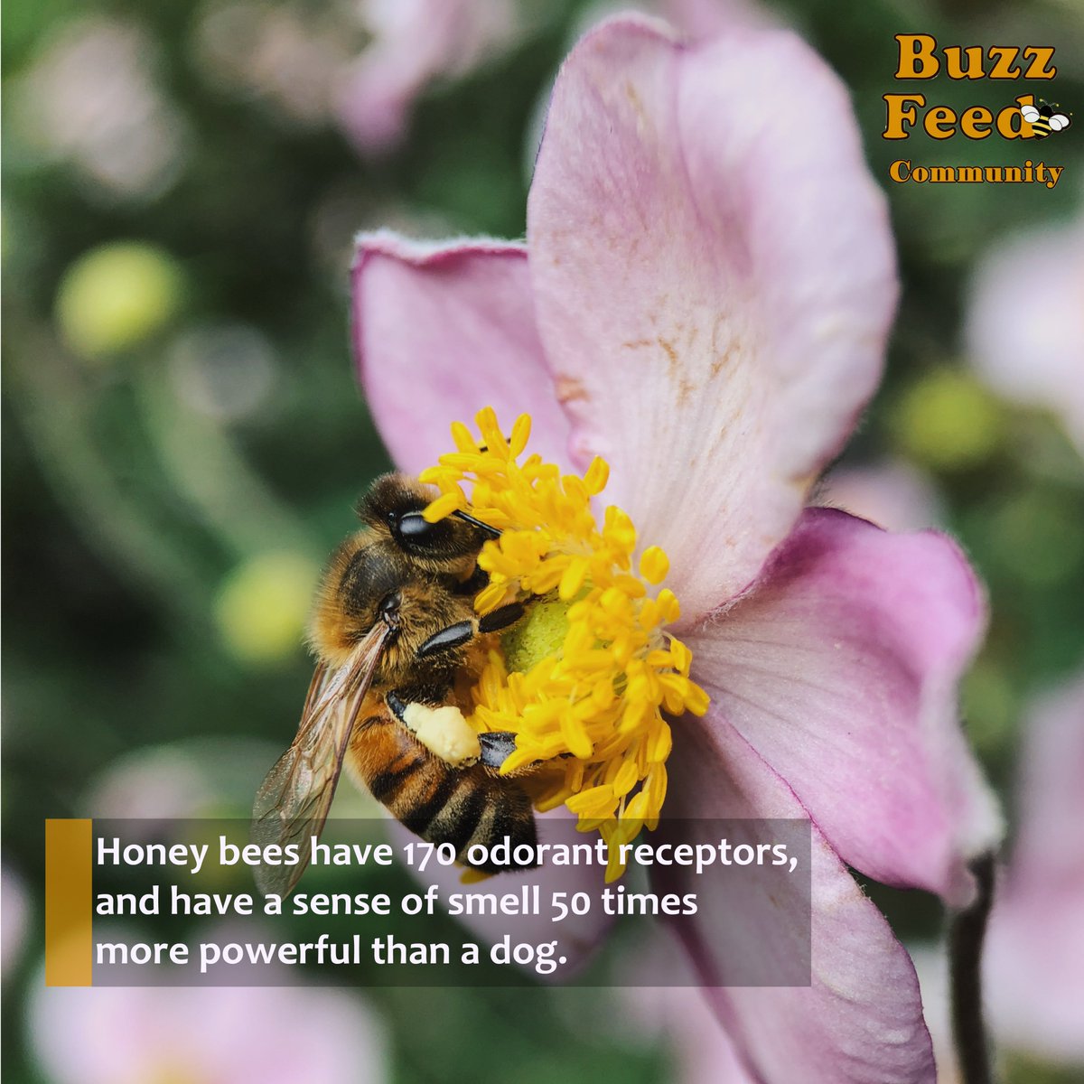 The_Bee_News's tweet photo. Did you know? These fuzzy creatures can even detect bombs!
So before you think about reaching for your swatter, reconsider, they can save lives! π
#bees #beekeeping #beefacts #honey #bee #honeybees #hive #swarm #cutebee #honeybeelove #honeybeeart #beekeepingBee #goldenbees https://t.co/IUdMfn9EgH