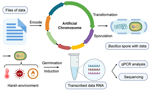 Engineered Spore-Forming Bacillus as a Microbial Vessel for Long-Term DNA Data Storage
doi.org/10.1021/acssyn…