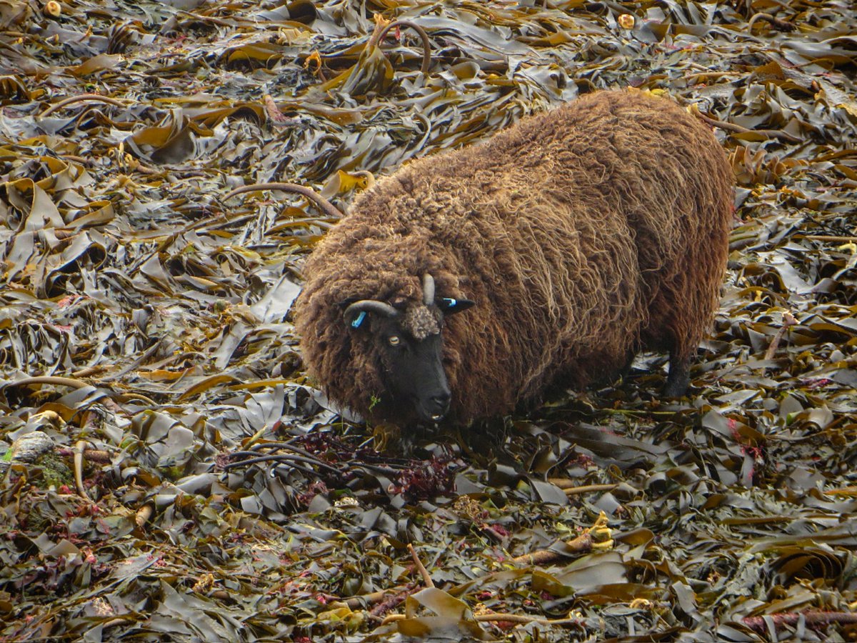 It's wool week, which celebrates Shetland sheep,wool & knitwear. Throughout history, this hardy breed survived storms, needing little to survive while providing wool, a resource essential for crofters. In Shetland you often see sheep eating seaweed at the ebb #ShetlandWoolWeek