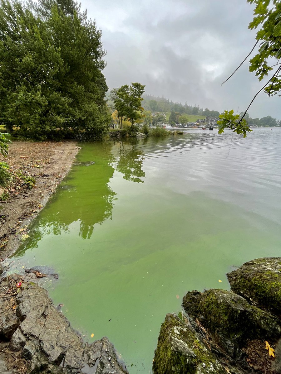 Just because summer has ended does not mean Windermere is safe.

Image taken 9th October 2021

Sewage that is discharged over the next few months will sit in our lake for a minimum of 9 months. Creating more blooms

Yet we still see no plans to invest in inadequate infrastructure