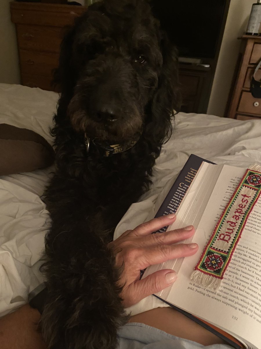 nanamary68's tweet photo. Love that he likes to hold my hand #dogsoftwitter #DogsOnTwitter #ziggyboy #BestFriends #myboy #love #goldendoodles https://t.co/KZGblWsi6x