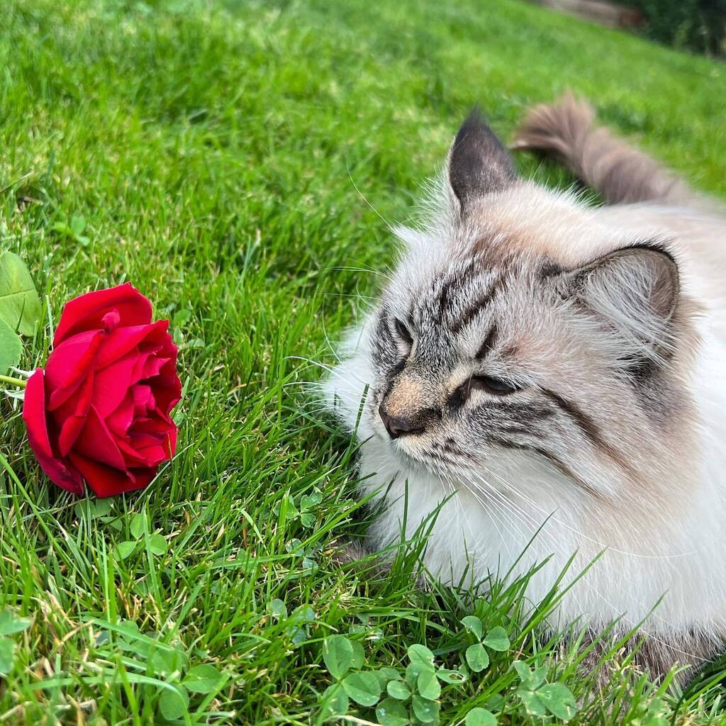 asimas's tweet photo. Haven’t posted in a while, so here is sweet Sammy taking time to smell the flowers. 🌹 https://t.co/aqpPDd8YG6 https://t.co/iuh7EIeFj5