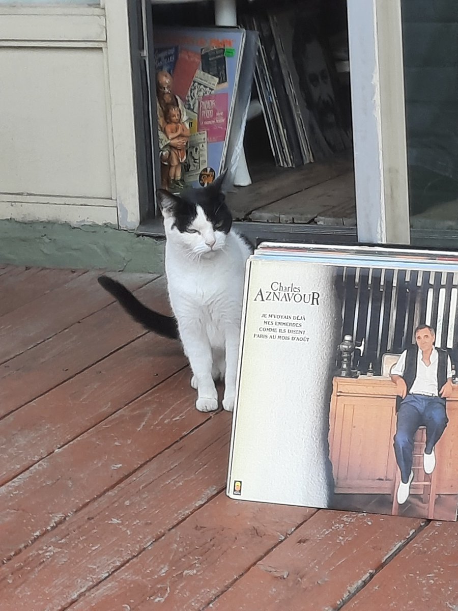 natashenka007's tweet photo. Saint-Ours, Québec #Quebec #cat #zique https://t.co/s4Rwf9B58B