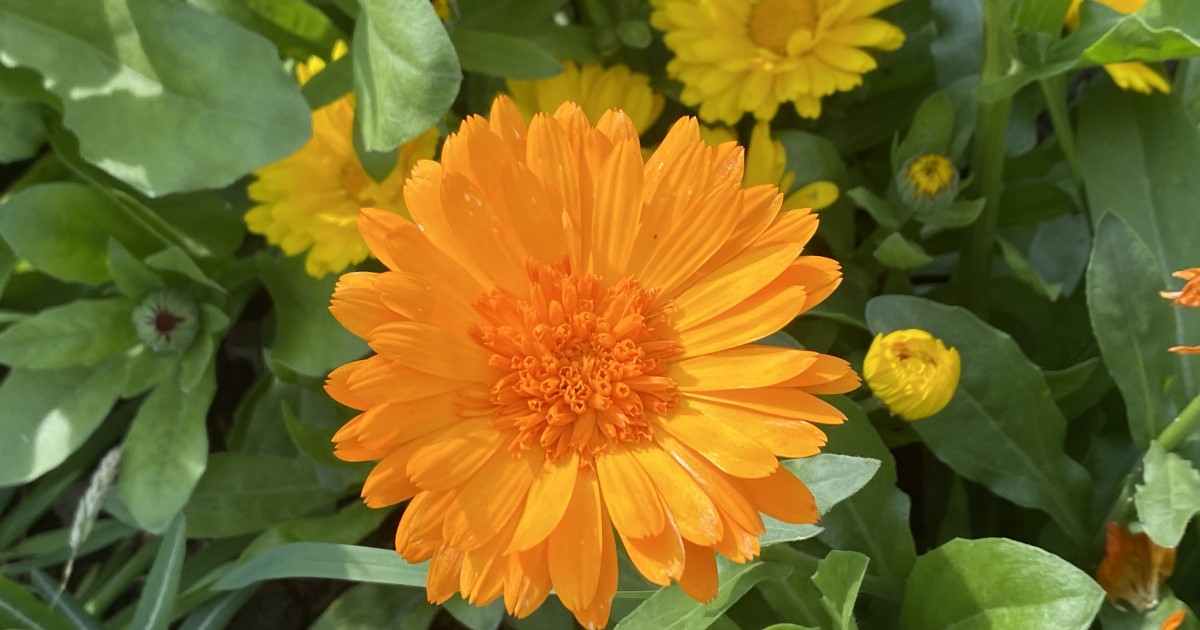 DarlacGardening's tweet photo. They’ve worked hard all summer long and are probably still in bloom, but #calendulas will also give you prolific amounts of seed to collect and sow for next year. Get out there with an envelope and collect the seed heads of your favourite varieties!🌼
#autumnflowers #savingseeds https://t.co/AoSWsH7x1m
