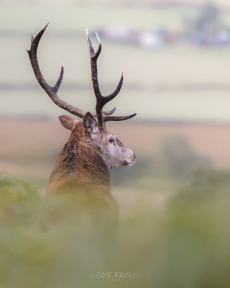 chrisbrownraw's tweet photo. The rut isn’t far away. One of my favourite times of the year. A quick walk yesterday to see how things were progressing and I captured this stag 
#WexMondays #Sharemondays2022 be #peakdistrict #stag #wildlife https://t.co/qZcfuuHQXJ