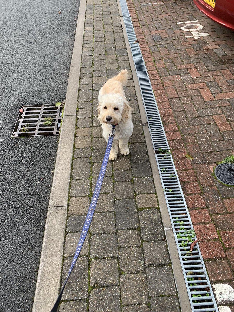 cvls182's tweet photo. First day of term and jasper is refusing to walk at 9am! When shall I tell him we have some 9am lectures this term which means OUTSIDE AND WALKING by 7.30am. Kids! https://t.co/H8wYSMJm33