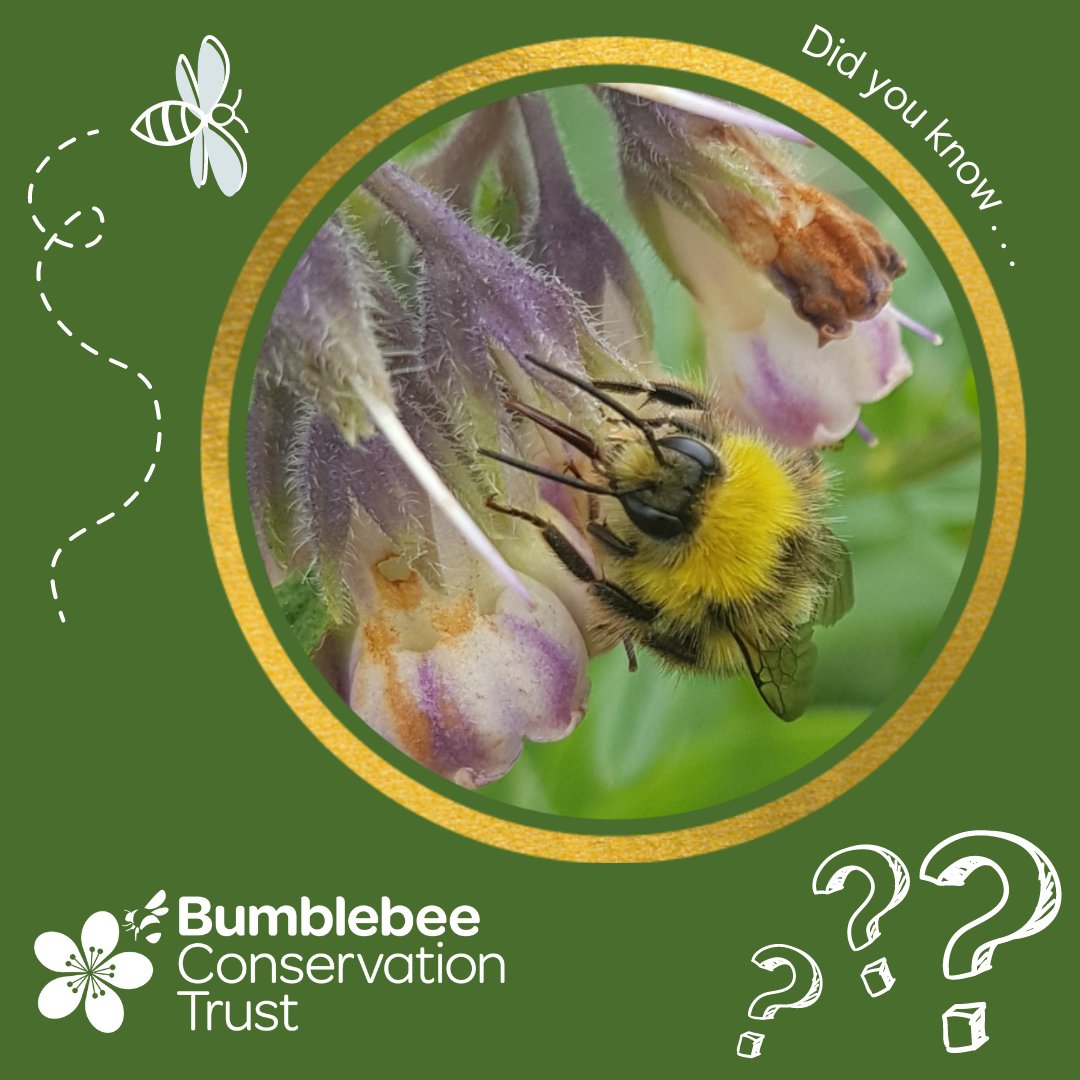 BumblebeeTrust's tweet photo. Did you know . . male bumblebees have longer hair on their faces, which can be bright yellow and so helps with identification! ๐
๐ท Early bumblebee, male by Anna Hobbs
#BumblebeeFact #BumblebeeBiology #Bumblebee #Face #BeeFact #Fact #Bee #Conservation #Wildlife #Love https://t.co/2Xr1TCzAAn