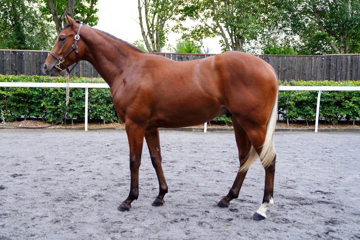 𝑭𝒓𝒂𝒏𝒌𝒆𝒍 𝒇𝒆𝒗𝒆𝒓...🔥 Don't miss this Frankel colt out of Group 1 winner Miss Keller, selling tomorrow at #GoffsOrby Find him in Barn Z at the Churchland Stud draft 👀 See pedigree → bit.ly/3SxhDG1